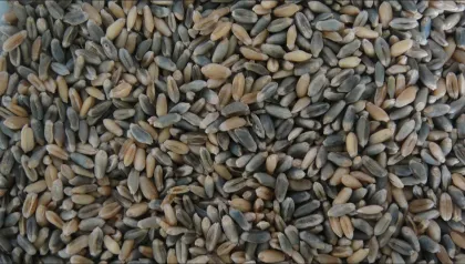 99.5% Color Selection Grain Color Sorter Machine Of Lower Power Consumption