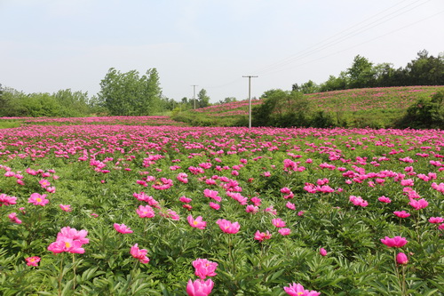 Estratto di peonia bianca 2