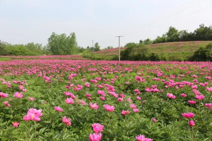 White Peony extract powder