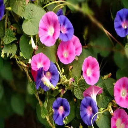 Best Price Factory Provide Morning Glory Extract Powder Pharbitis Extract  Powder