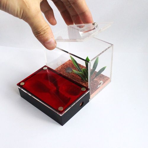 Small Acrylic Ant Box Blackout Acrylic Cage