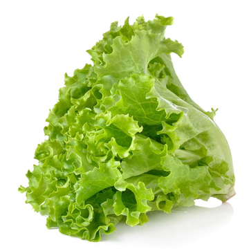 Fresh Loose Leaf Lettuce for Everyday Salads