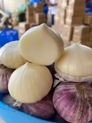 Single Clove Garlic (Allium sativum)
