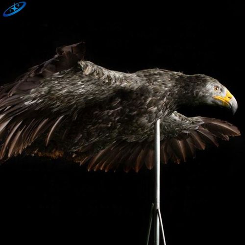 Tema Animatronik Hewan Kebun Binatang Satwa Liar