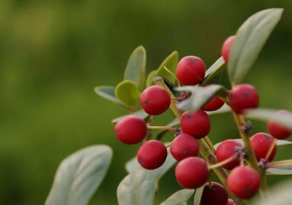 제약 등급 항 염증성 Wintergreen 에센셜 오일