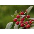 Pharmaceutical Grade Anti-inflammatory wintergreen essential oil