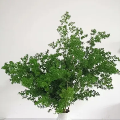 Yunnan Focusflower Wholesale Fresh Cut Flower Asparagus - Bunch of 5 Stems with Cold Chain Shipping