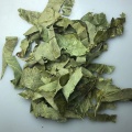 Epimedium Extract Epimedium Powder ExactTr Icariin