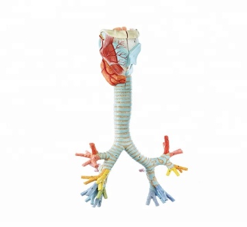 Model anatomiczny ludzki segmentowy modelu oskrzela
