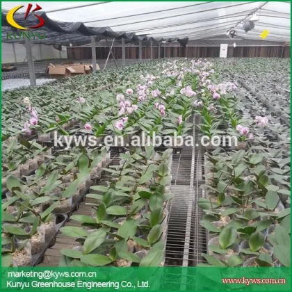 Hot sale moth orchid Taiwan orchid pot dendrobiums for sale