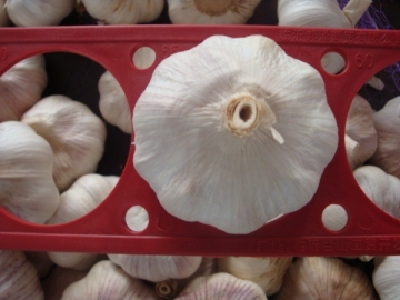 Size Of 6.0cm Normal White Garlic