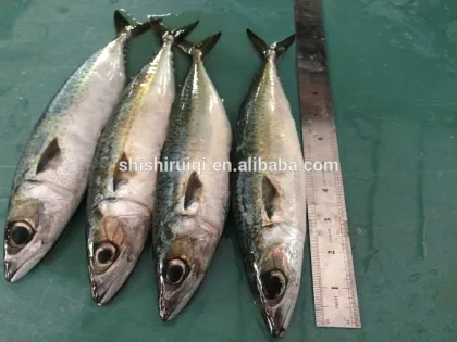 Fish mackerel 200-300g Fresh Pacific Mackerel