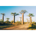 Adansonia digitata экстракт порошок