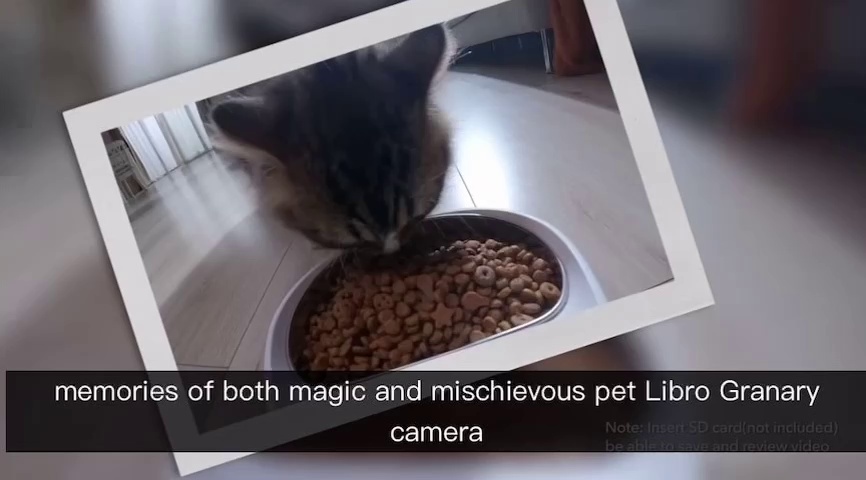 smart cat feeder