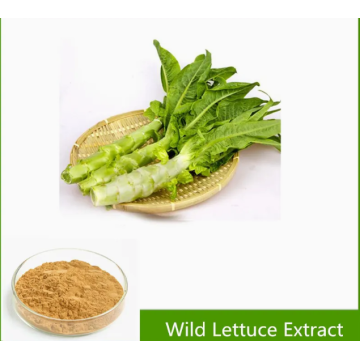 100% Natural Organic Wild Lettuce Extract