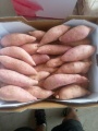 camote al horno de shandong