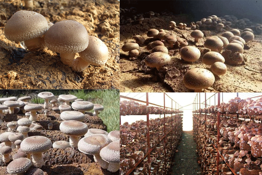 4.Shiitake Extract