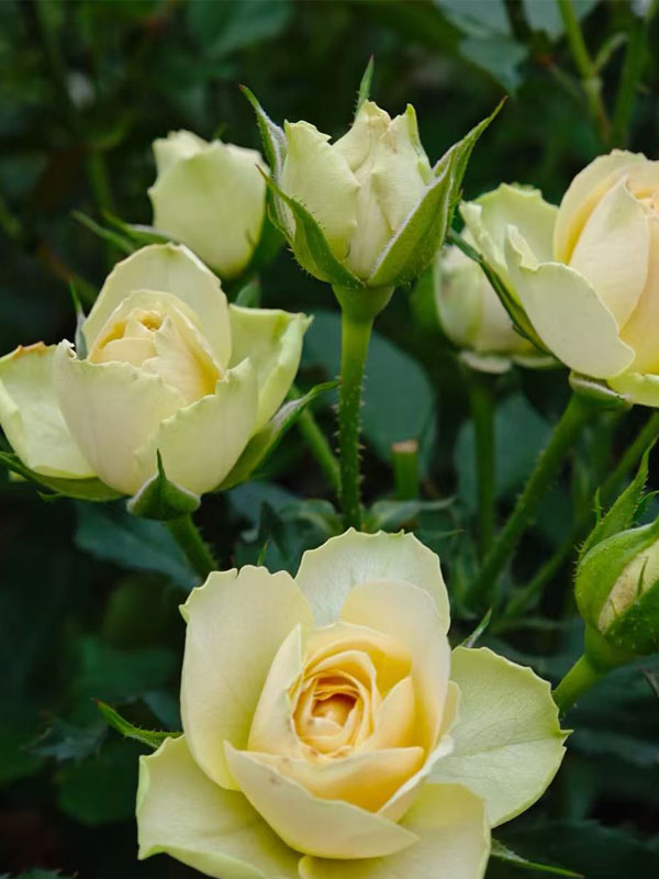 Ａvocado Spray rose
