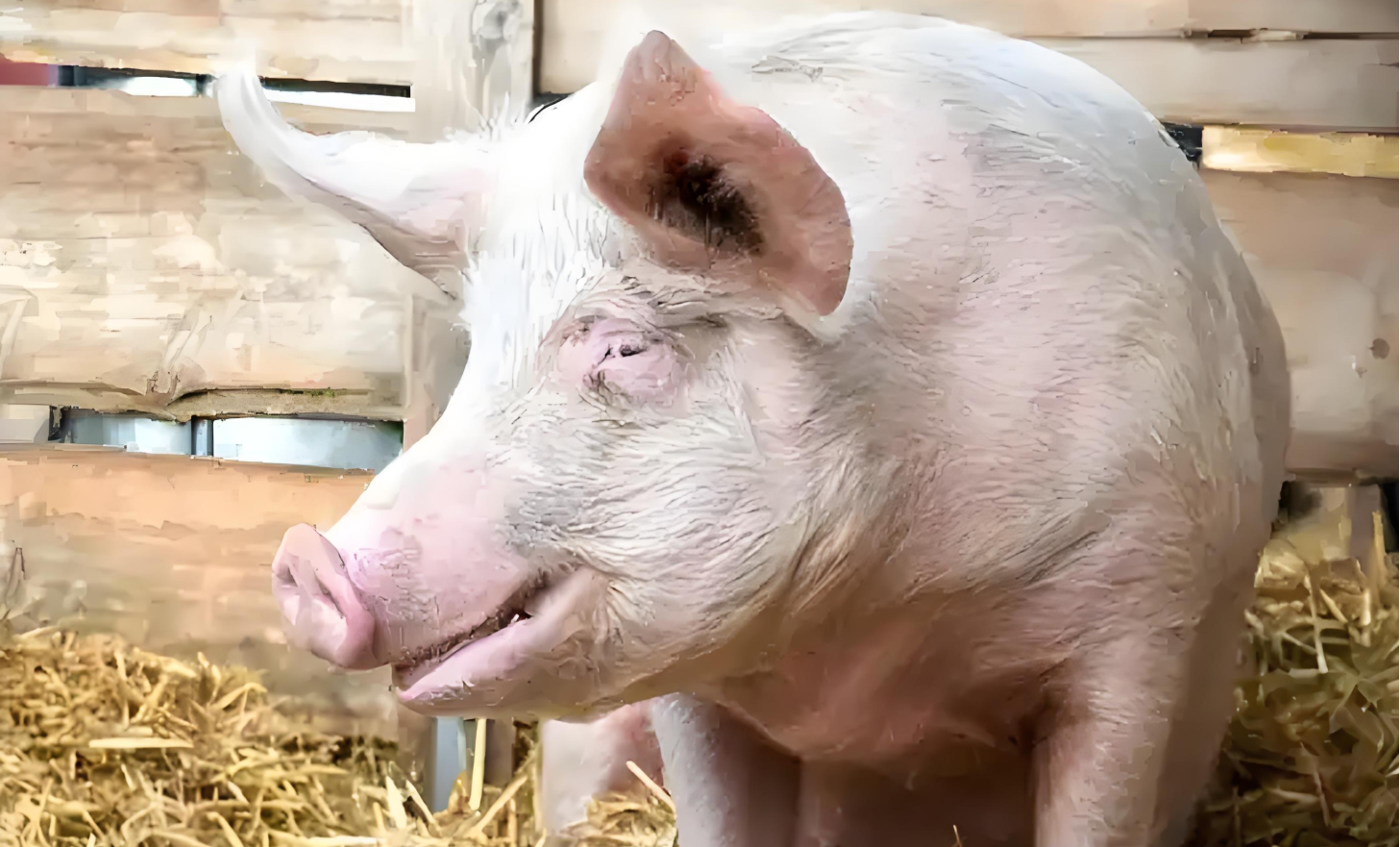 ultrasound for pigs
