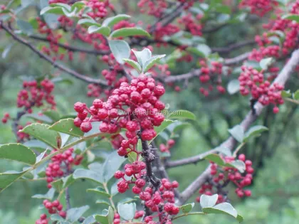 Chinese prickly ash/sichuan pepper