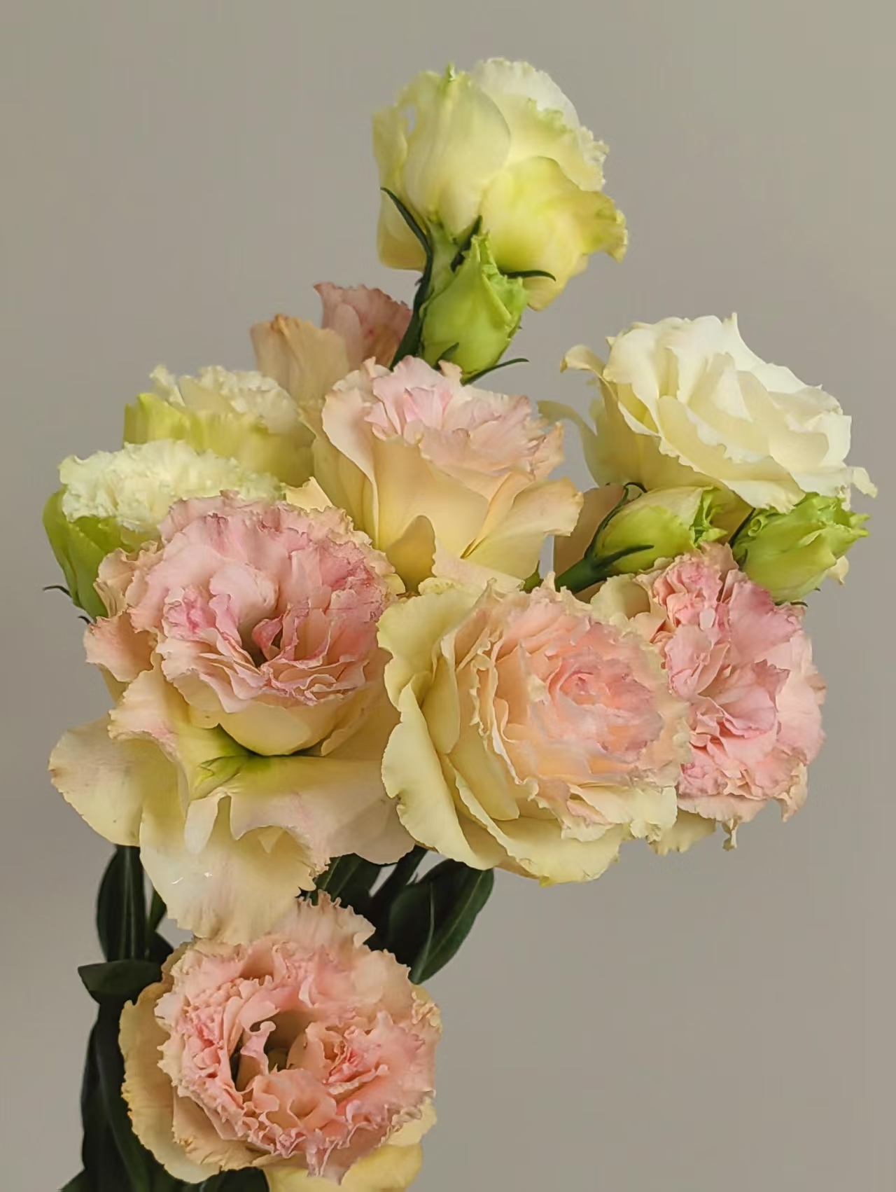 Champagne Lisianthus