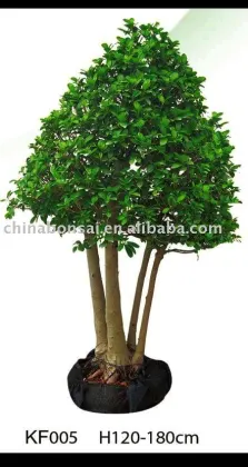 ficus microcarpa-big tree