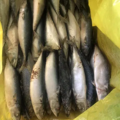 Frozen Fish Whole Round Mackerel 200-300