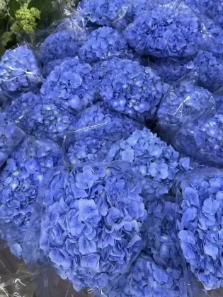 Fresh Cut Dark Blue Hydrangea directly from farm