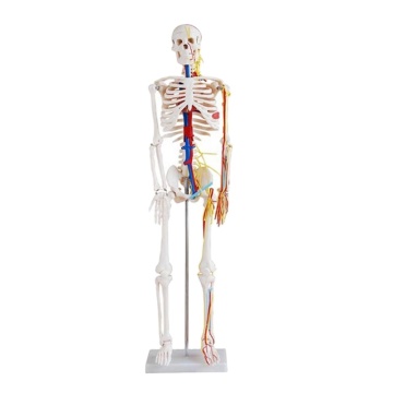 Darhmmy 85 cm menselijk skeletmodel met hart- en bloedvaten - medische anatomische training