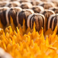 Les graines de tournesol extraient de la poudre avec un meilleur prix