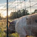 Valla de malla de alambre duradera para zoológicos y recintos de animales 160/23/15