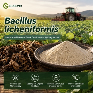 مسحوق بروبيوتيك Bacillus licheniformis