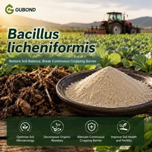 مسحوق بروبيوتيك Bacillus licheniformis