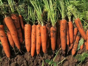 Farm Fresh Harvest Orange Red Carrot