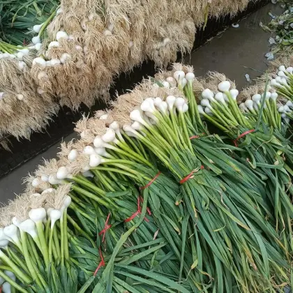 High quality single headed Garlic Bulb price