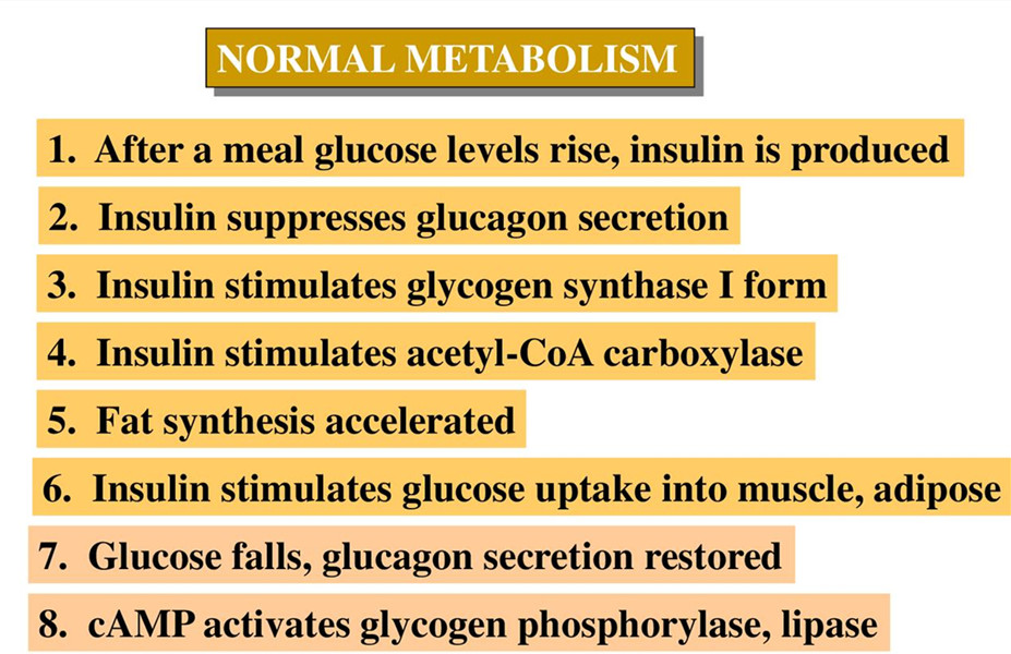 insulin and glucagon function