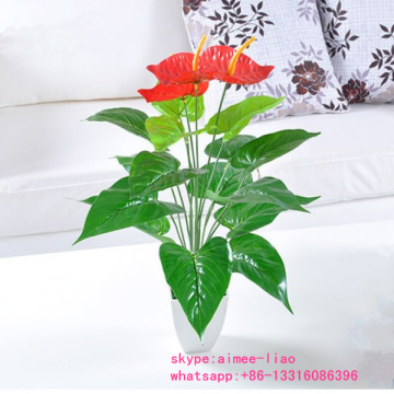 Q091213 Chinese anthurium flowers plants indoor ornamental bonsai plants for sale