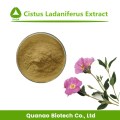 Natural Cistus Ladaniferus Extract Powder 10: 1