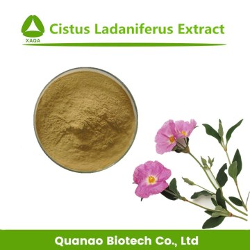 Natural Cistus Ladaniferus Extract Powder 10:1