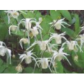 Extracto de epimedium icaritina en polvo 98%