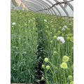 বিবাহের জন্য উচ্চ মানের তাজা কাট গোলাপী Scabiosa