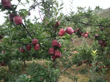 apple fruit apple price  huaniu apple