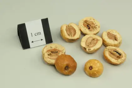 Fructus Meliae Toosendan chuan lian zi Toosendan Fruit