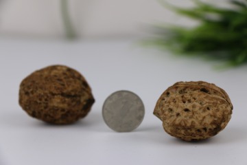 Unwashed In-Shell Walnuts for Holiday Gift Packaging