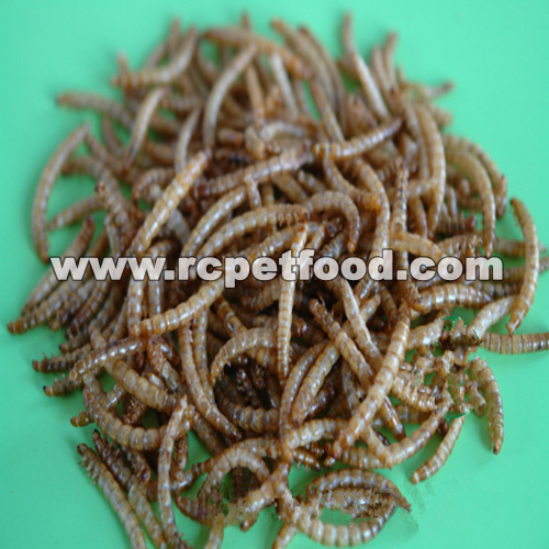 dried mealworm for bird