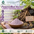 مسحوق الميكروبات Purpureocellium lilacinum لعلاج الديدان الخيطية وإدارة منطقة الجذر
