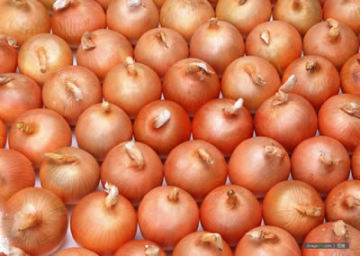 onion