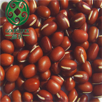 New Crop Dry Adzuki Bean