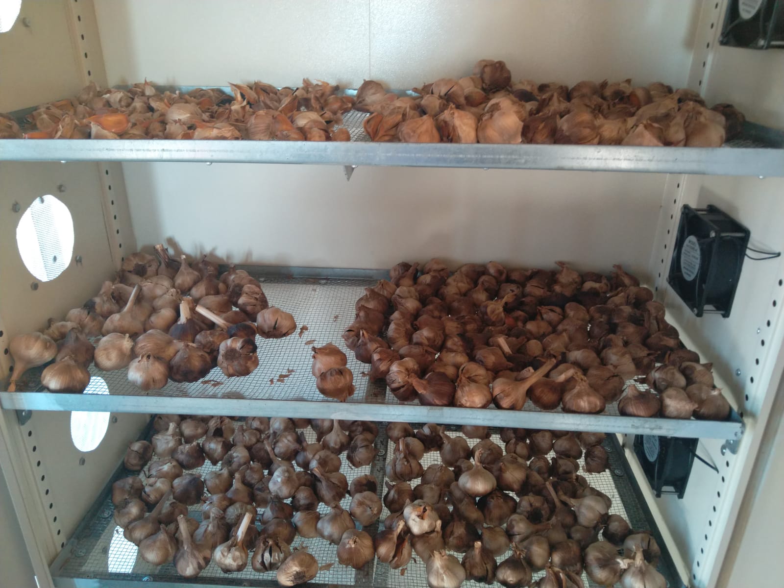 black garlic production