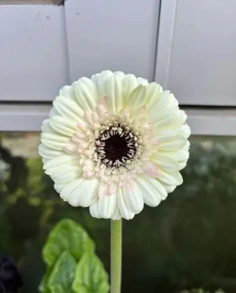 Standard chrysanthemum Yujing Gerbare